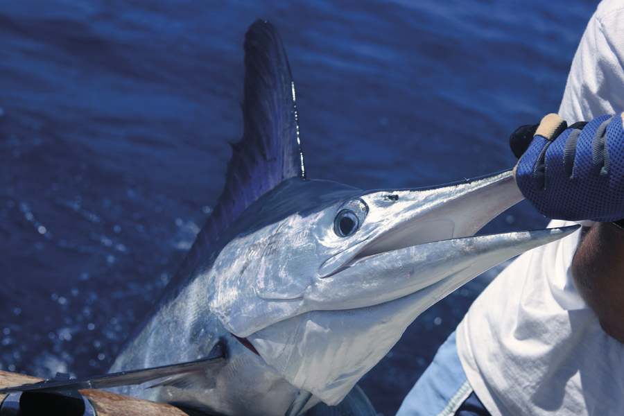 WILDFINS – fish on the wild side
